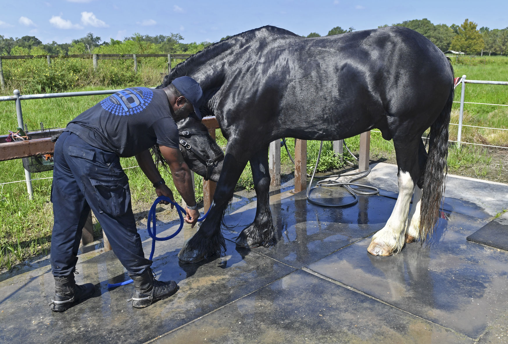 BR.brpdhorses.adv HS 036.JPG